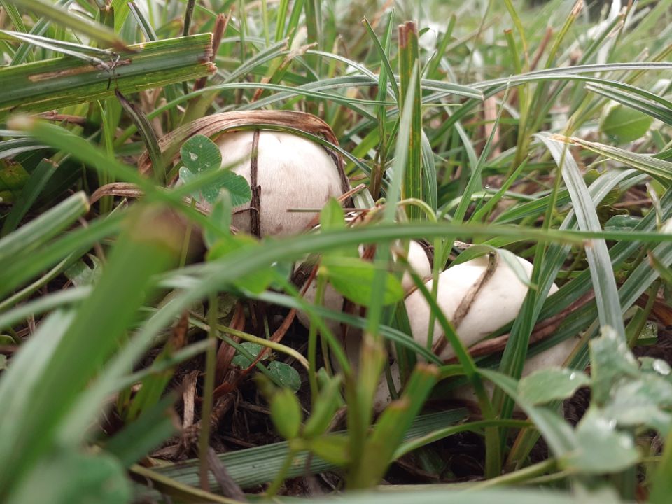 champignons-mijote et papote