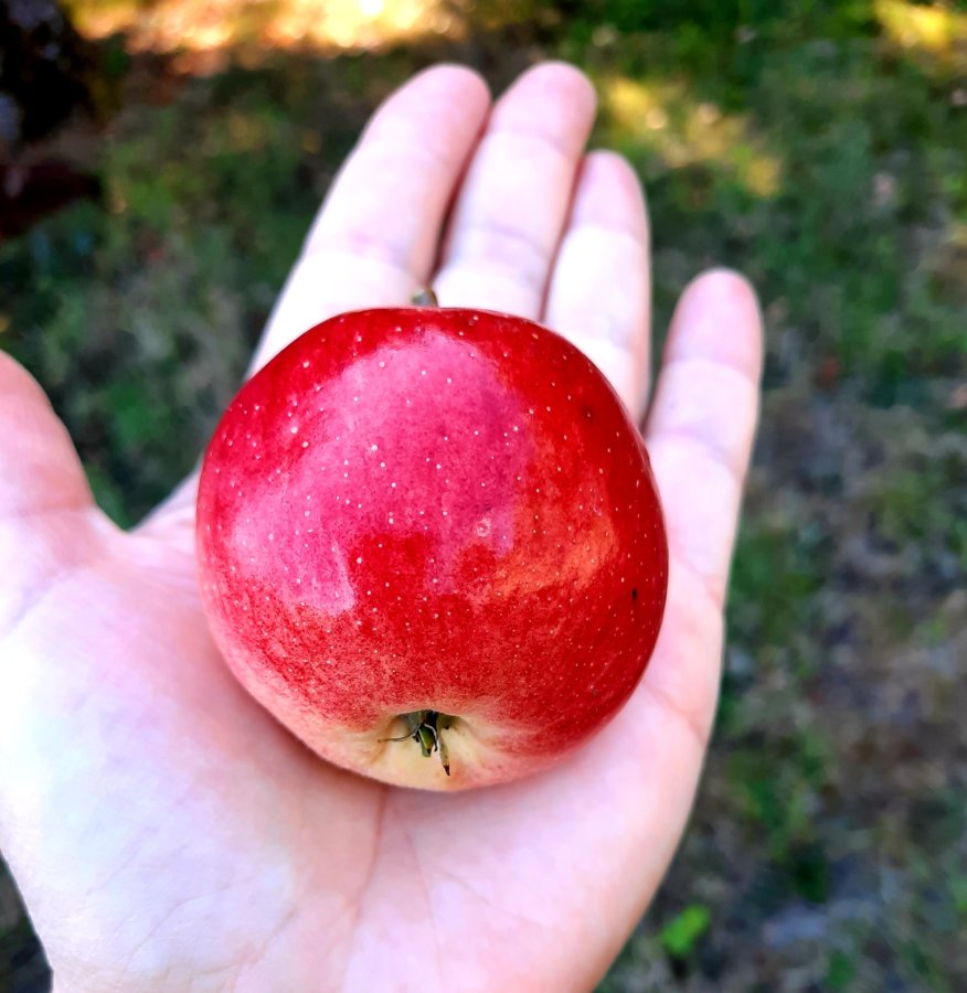 compote de pommes en bocal - mijote et papote